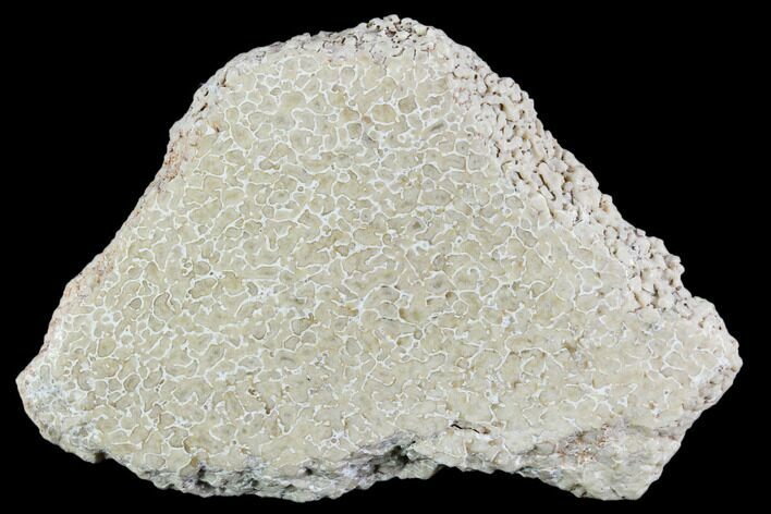 Polished Dinosaur Bone (Gembone) Section - Morocco #107010